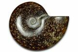 Polished Ammonite (Cleoniceras) Fossil - Madagascar #339164-1